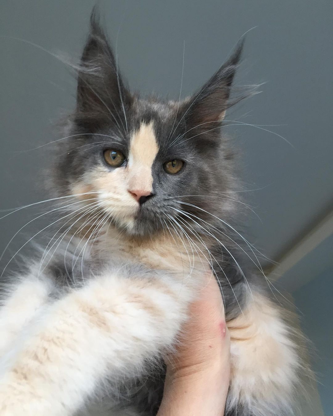 Feline Friends Cattery